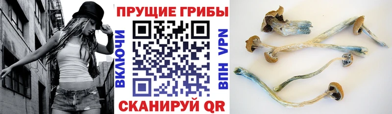 сколько стоит  Сковородино  Галлюциногенные грибы Cubensis 